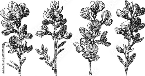 black and white botanical illustration of broom flowers with detailed leaves and petals, vintage floral design