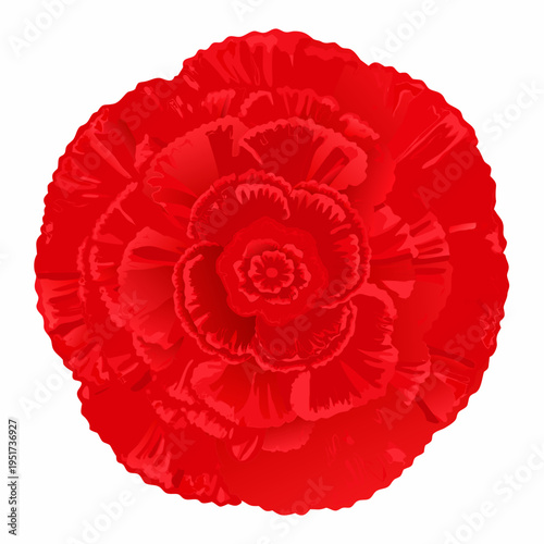 A vibrant detailed illustration of a single red carnation flower