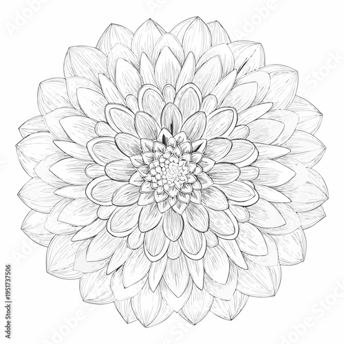 A detailed sketch of a dahlia flower with intricate petal arrangements