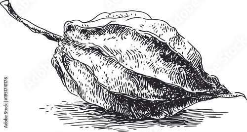 dried leaf illustration detailed vintage botanical engraving nature natural organic plant