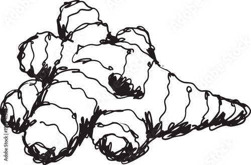 Galangal root hand drawn sketch spicy aromatic ginger like rhizome herb for cooking and medicine