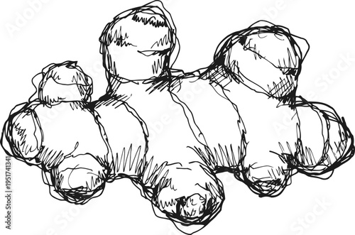 ginger root sketch hand drawn botanical illustration of fresh ginger rhizome with detailed texture lines
