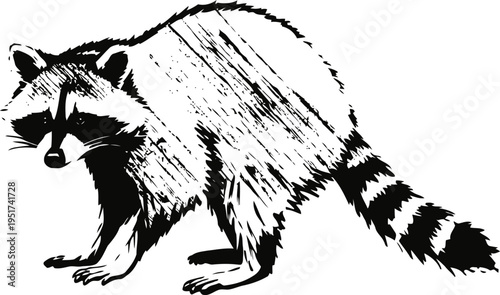 Raccoon illustration in black and white with detailed fur and striped tail, wild animal sketch