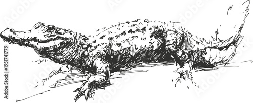 Detailed black and white crocodile illustration in sketch showing natural texture and form