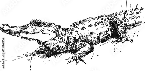 Hand drawn alligator illustration detailed black and white reptile sketch with textured scales and natural posture