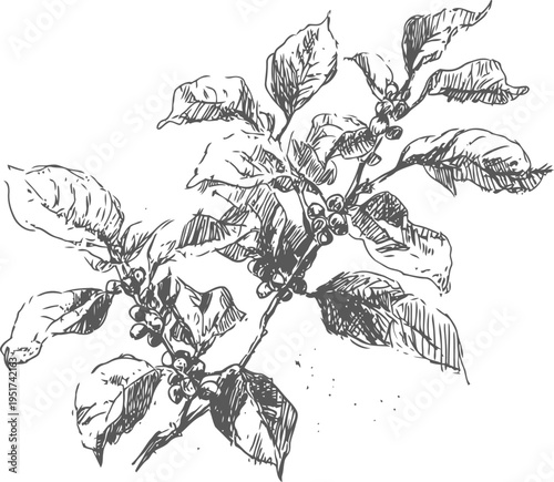 Detailed botanical sketch of a coffee plant branch with leaves and ripe coffee cherries