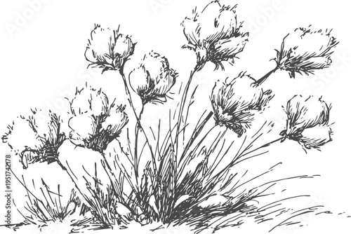 Delicate cotton grass clump wild tufted plant with soft fluffy cotton like flower heads in natural grassland