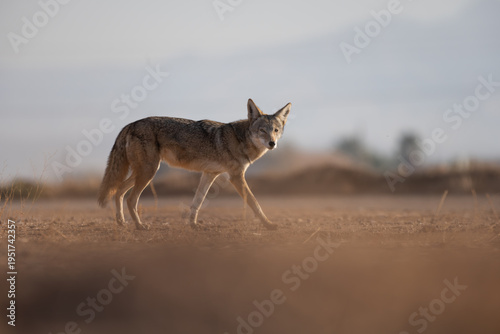 American Coyote (Canis latrans)