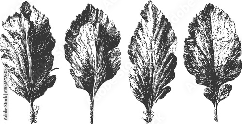 illustrated fresh lettuce leaves set, botanical sketch style, organic vegetable plant collection