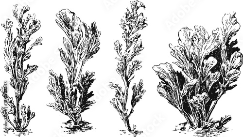 Vintage botanical illustration of artemisia plants with detailed leaves and stems, black and white engraving