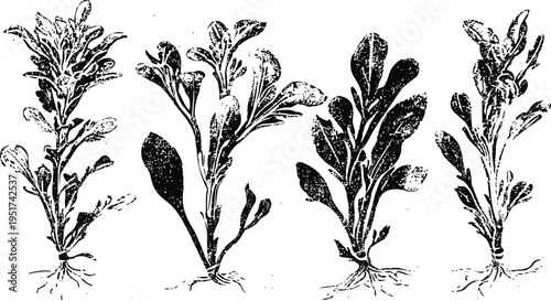 hand drawn medicinal plant illustrations with roots and leaves in vintage botanical