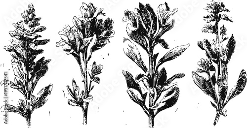 Vintage botanical sketches of wild herbs with leaves and flowers in black and white