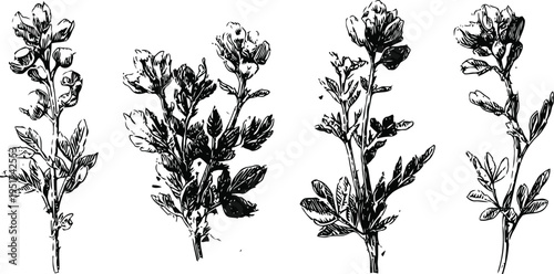 hand drawn vintage botanical illustrations of wildflowers with detailed leaves and stems