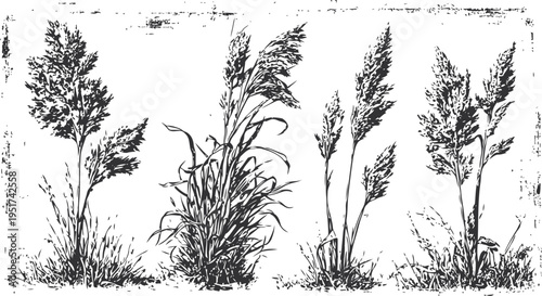 vintage botanical illustration of various wild grass and reed plants in detailed black and white sketch