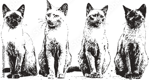 Four siamese cats sitting in a row with attentive expressions and slender bodies