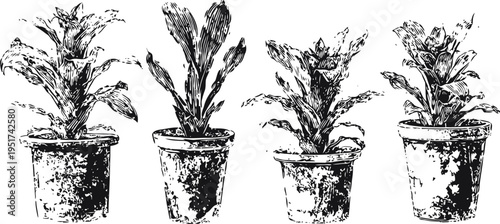 potted indoor plants set with leafy green foliage houseplants in ceramic planters for home decor and gardening