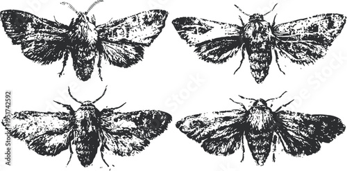 four vintage moth illustrations with detailed wings and body ink drawing set