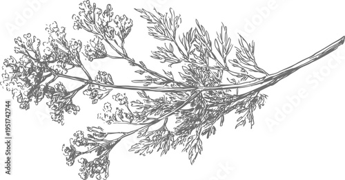 Detailed botanical illustration of coriander herb with leaves and floral clusters