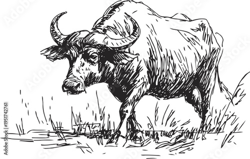 Black water buffalo standing in grass detailed hand drawn wild animal sketch with curved horns