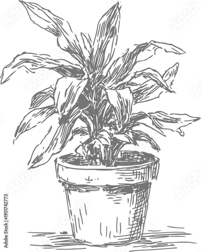 potted houseplant with large leaves hand drawn sketch indoor garden decoration art