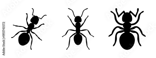 Three black ant silhouettes vector illustration for insect identification and pest control guide