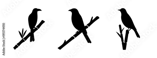 Silhouette birds vector art: elegant bird illustrations on branches for graphic design needs
