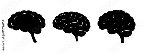 Human brain anatomy illustration for medical education and neuroscience research studies and design