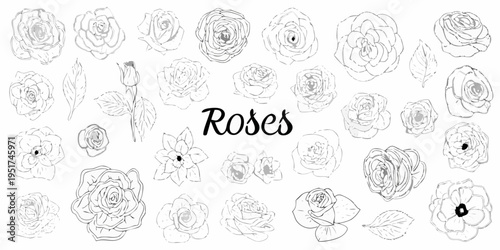 A collection of delicate hand drawn rose illustrations in black and white