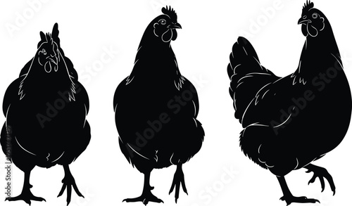 Set of three black chicken silhouettes in different poses standing and walking isolated on white background for farm and poultry