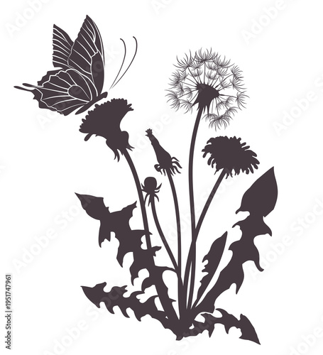 Field dandelion with flying butterfly.