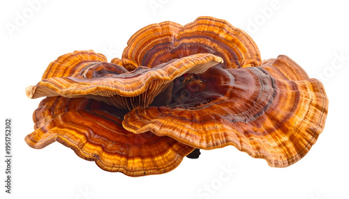 A close-up of a vibrant, multi-layered fungus with concentric, textured bands of brown and orange