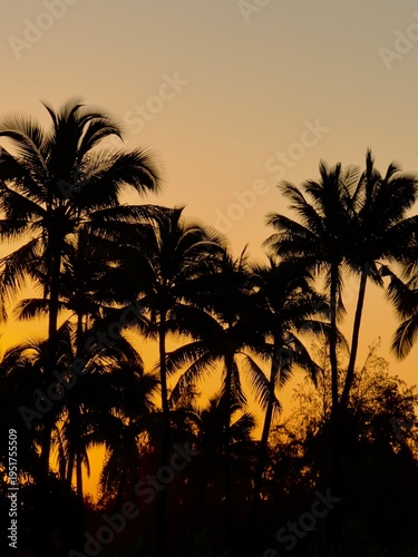 palm trees at sunset