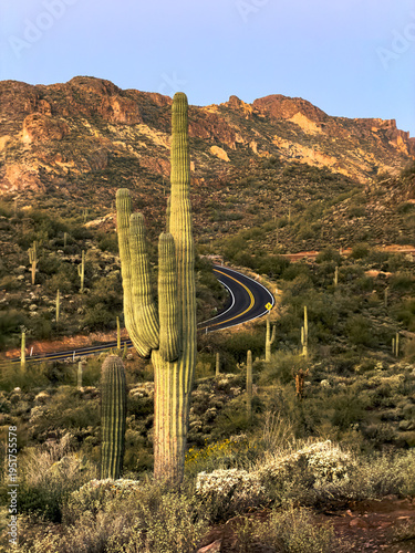 arizona saguaro cactus