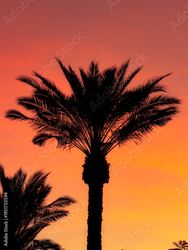palm tree sunset