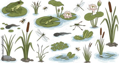 Schilderij op canvas Pond ecosystem with frogs tadpoles dragonflies water lilies reeds aquatic plants