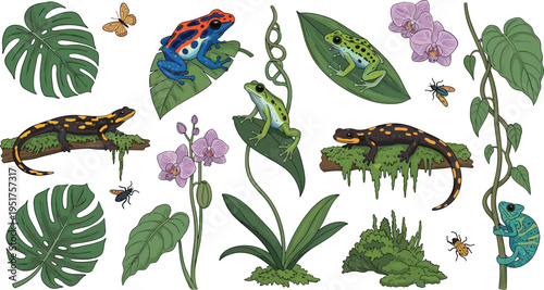 Tropical rainforest animals frogs salamanders chameleon with jungle plants leaves orchids insects hand drawn vector illustration set