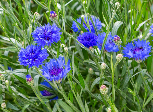 Flowering of blue cornflower in the field, close-up. Meadow flowers.