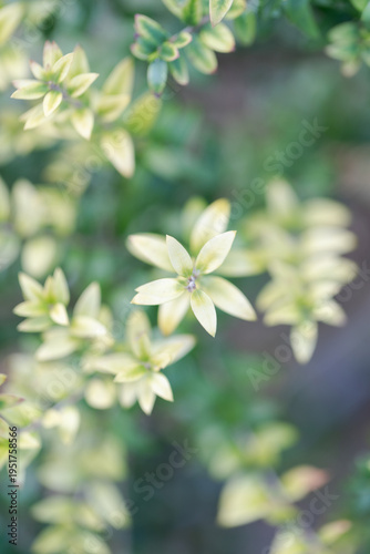 Soft Focus Green Leaves Background With Bokeh and Copy Space