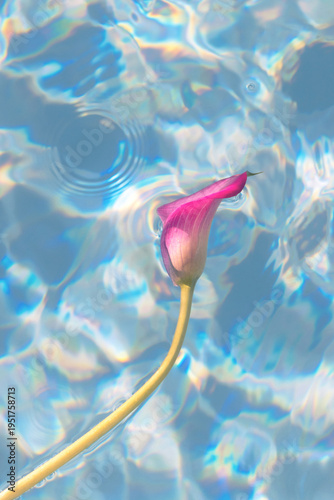Pastel Calla Lily Floating on Blue Water Background With Copy Space