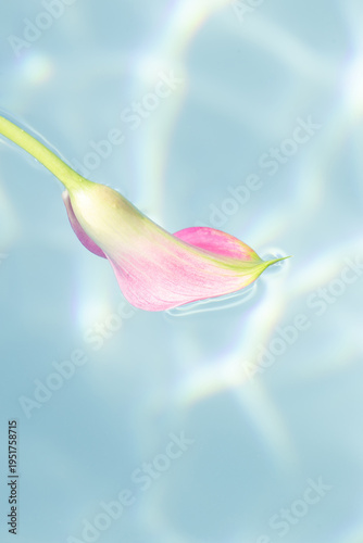 Pastel Calla Lily Floating on Blue Water Background With Copy Space