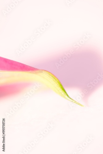 Abstract Pink and Yellow Petal Detail on White Background With Copy Space