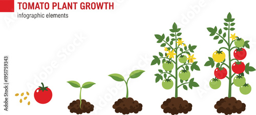 Tomato Plant Growth Stages Infographic with Seed, Sprout, and Ripe Fruit Stages Isolated on White Background for Educational and Gardening Use