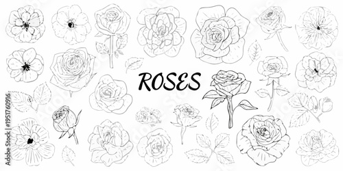 A collection of delicate hand drawn rose illustrations in black and white