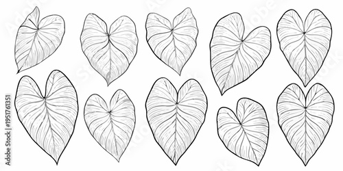 Detailed sketch of various heart shaped elephant ear plant leaves