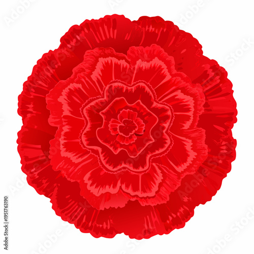 A vibrant detailed illustration of a single bright red carnation flower