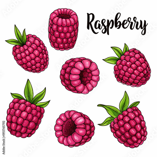 A colorful illustration of fresh raspberries with leaves and detailed texture