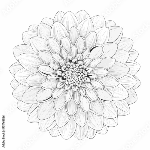 Detailed monochrome illustration of a dahlia flower with intricate petals