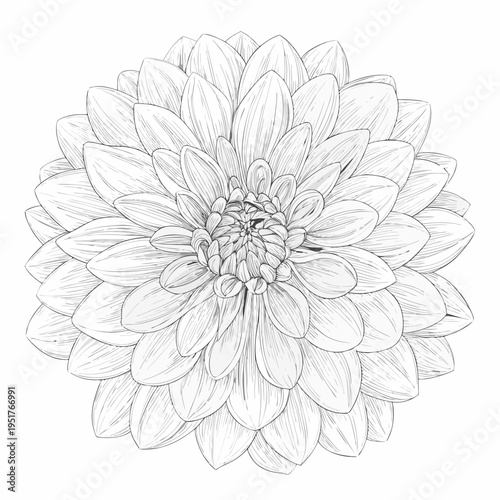 Detailed sketch of a dahlia flower with numerous overlapping petals