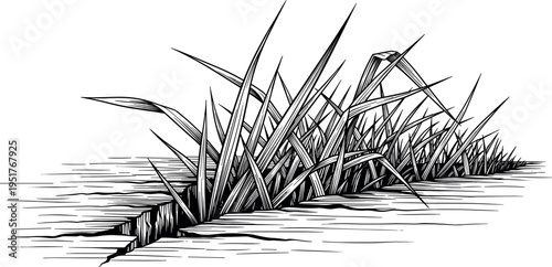 Black and white engraving of grass growing through ground crack, nature resilience concept illustration, wild plants emerging from dry earth.