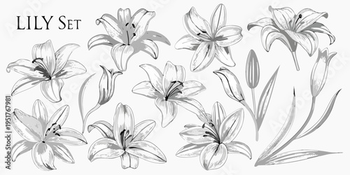 A collection of detailed grayscale lily flower illustrations with stems and buds